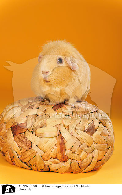 Meerschwein / guinea pig / NN-05598