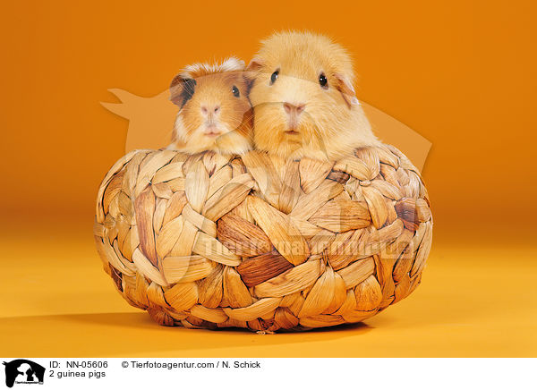 2 Meerschweine / 2 guinea pigs / NN-05606