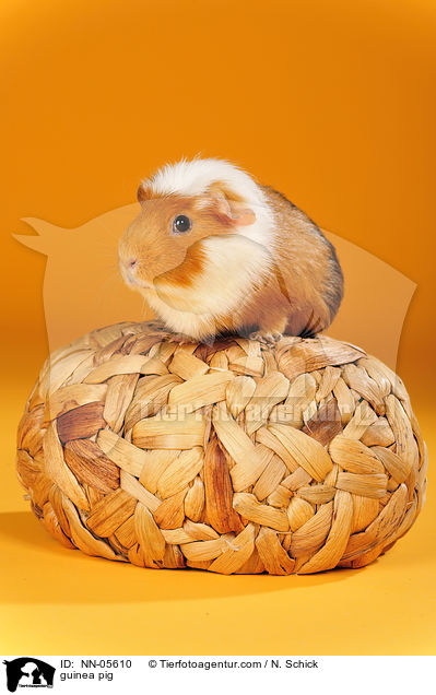 Meerschwein / guinea pig / NN-05610