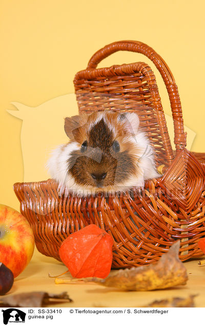 Meerschwein / guinea pig / SS-33410