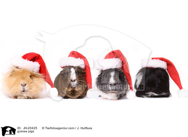 Meerschweine / JH-20425
