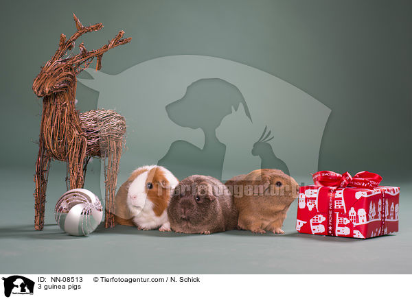 3 Meerschweine / 3 guinea pigs / NN-08513