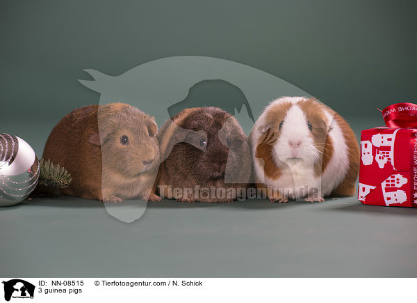 3 Meerschweine / 3 guinea pigs / NN-08515