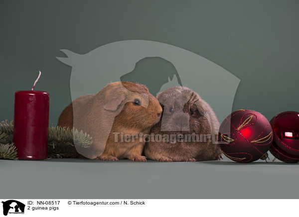 2 Meerschweine / 2 guinea pigs / NN-08517