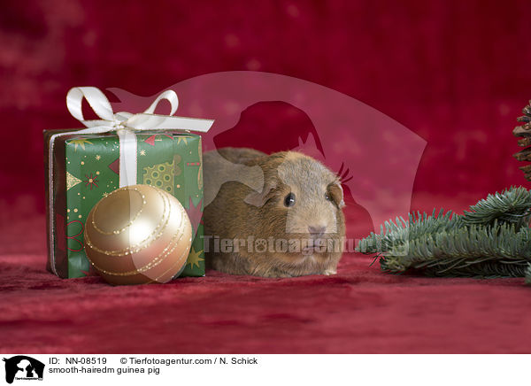 Glatthaarmeerschwein / smooth-hairedm guinea pig / NN-08519