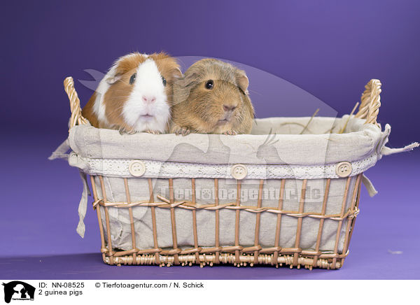 2 Meerschweine / 2 guinea pigs / NN-08525