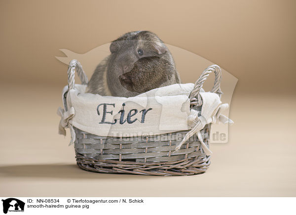 Glatthaarmeerschwein / smooth-hairedm guinea pig / NN-08534
