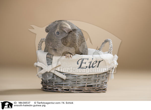 Glatthaarmeerschwein / smooth-hairedm guinea pig / NN-08537