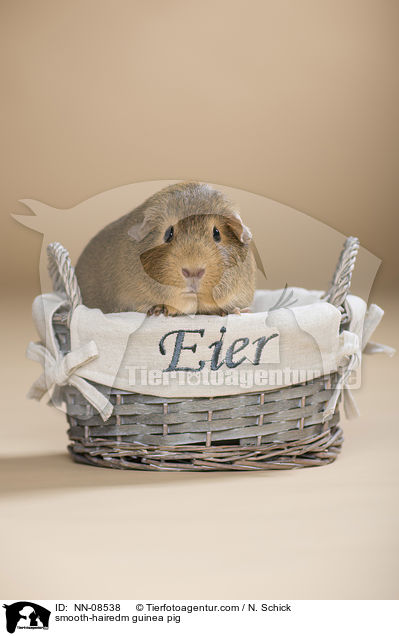 Glatthaarmeerschwein / smooth-hairedm guinea pig / NN-08538