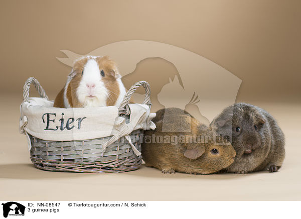 3 Meerschweine / 3 guinea pigs / NN-08547