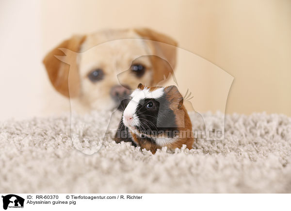 Abyssinian guinea pig / RR-60370