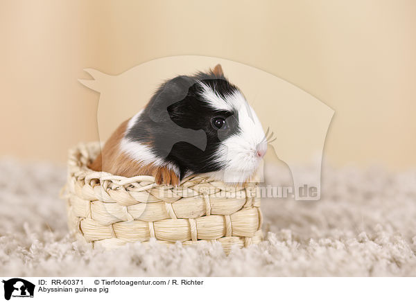 Rosettenmeerscheinchen / Abyssinian guinea pig / RR-60371