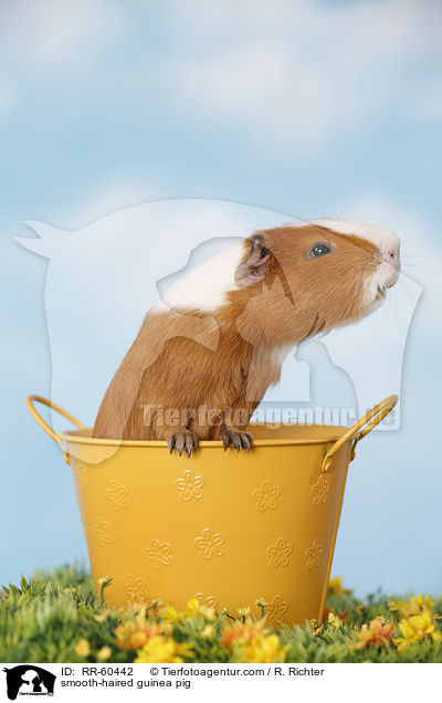 Glatthaarmeerschweinchen / smooth-haired guinea pig / RR-60442