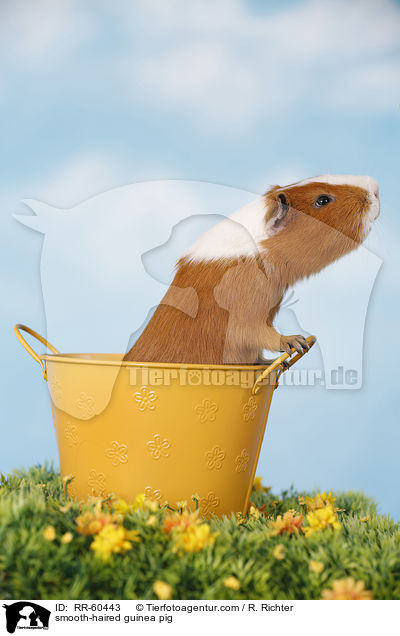 Glatthaarmeerschweinchen / smooth-haired guinea pig / RR-60443