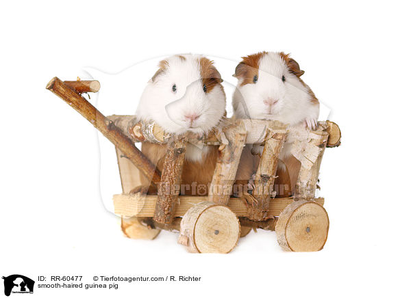 smooth-haired guinea pig / RR-60477