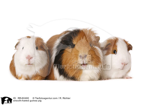 smooth-haired guinea pig / RR-60480
