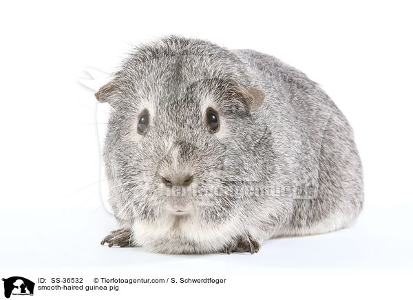 Glatthaarmeerschwein / SS-36532