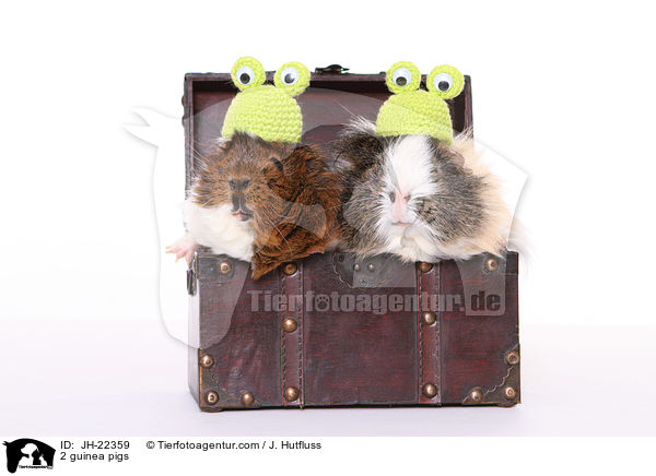 2 Meerschweinchen / 2 guinea pigs / JH-22359