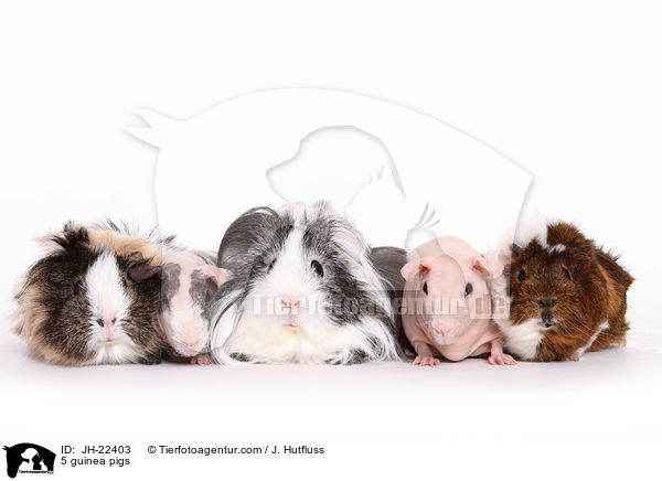 5 Meerschweinchen / 5 guinea pigs / JH-22403