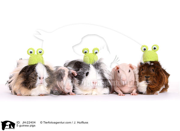 5 Meerschweinchen / 5 guinea pigs / JH-22404
