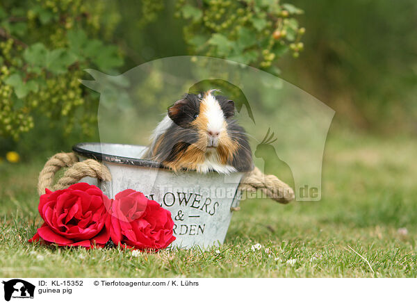 guinea pig / KL-15352