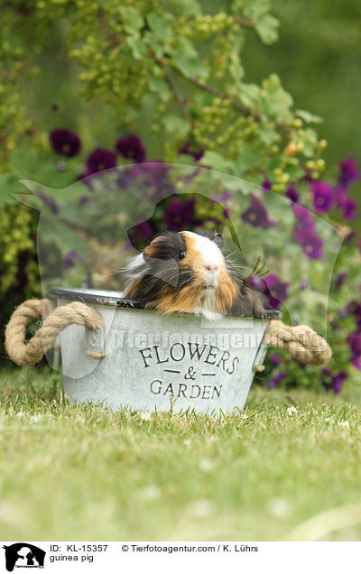 Meerschweinchen / guinea pig / KL-15357