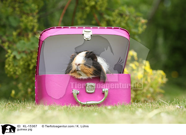 guinea pig / KL-15367