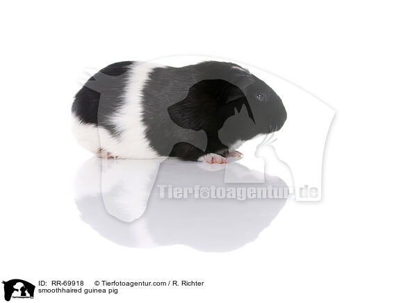 Glatthaarmeerschwein / smoothhaired guinea pig / RR-69918