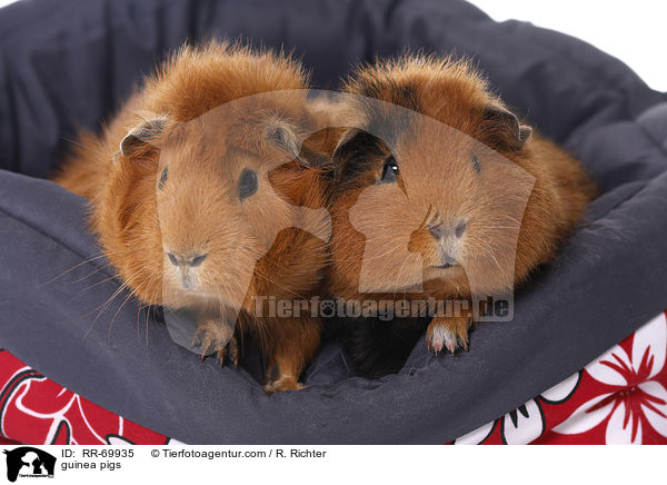 guinea pigs / RR-69935