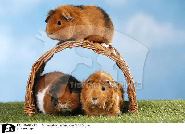 guinea pigs / RR-69943