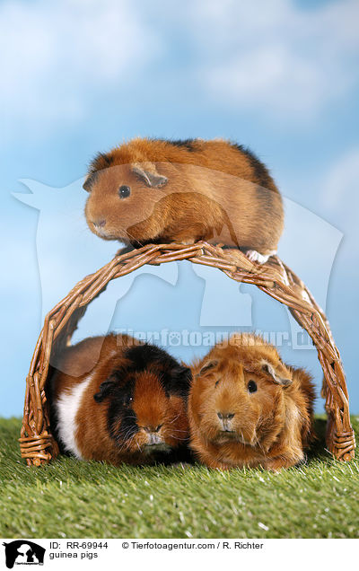Meerschweinchen / guinea pigs / RR-69944