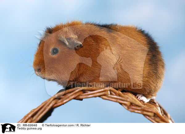 Teddy guinea pig / RR-69946