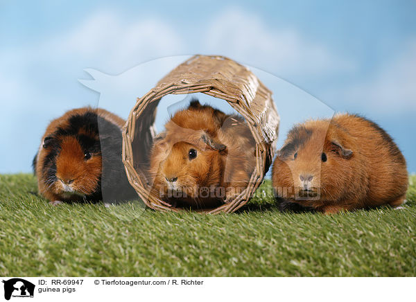 guinea pigs / RR-69947