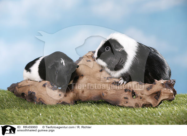 smoothhaired guinea pigs / RR-69960
