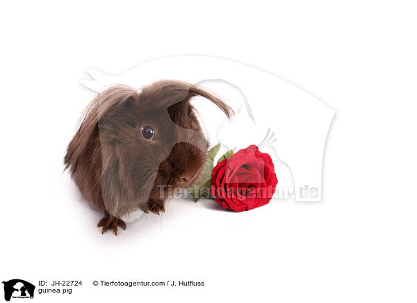 Meerschweinchen / guinea pig / JH-22724