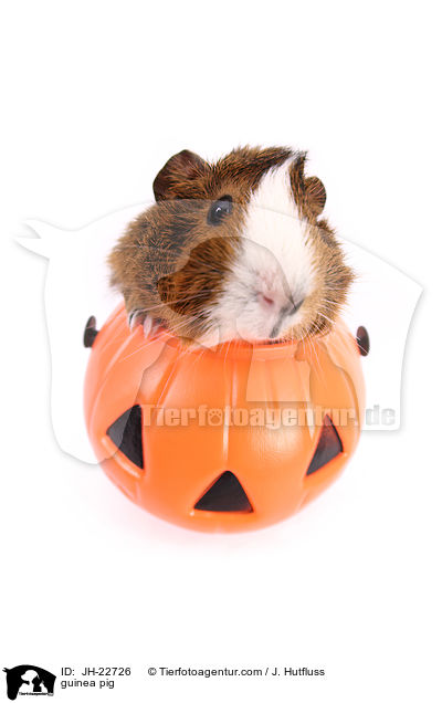 Meerschweinchen / guinea pig / JH-22726
