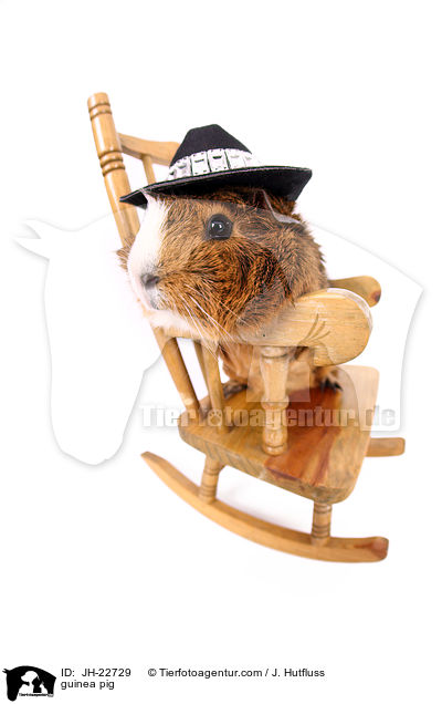 Meerschweinchen / guinea pig / JH-22729