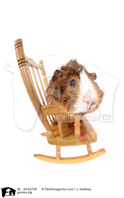 Meerschweinchen / guinea pig / JH-22736
