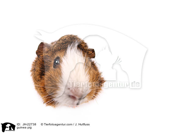 Meerschweinchen / guinea pig / JH-22738
