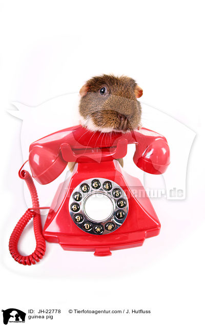 Meerschweinchen / guinea pig / JH-22778