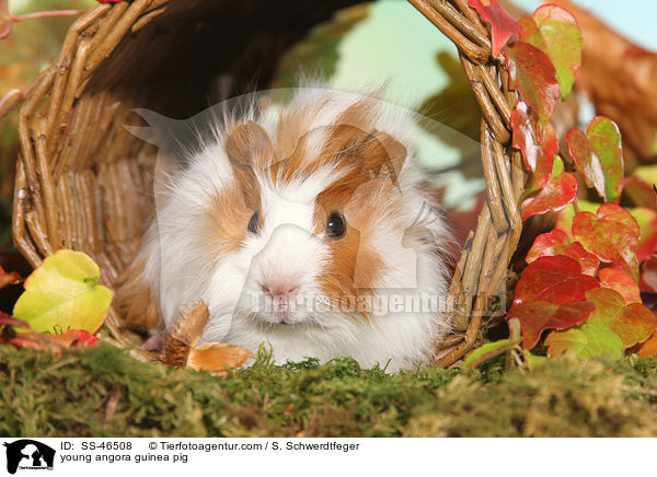 junges Angorameerschweinchen / young angora guinea pig / SS-46508