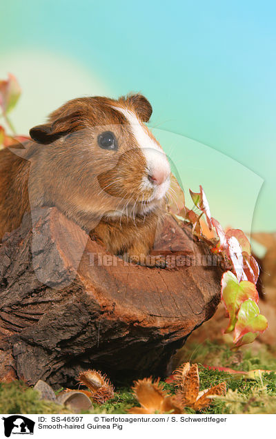 Glatthaarmeerschweinchen / Smooth-haired Guinea Pig / SS-46597