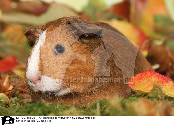 Glatthaarmeerschweinchen / Smooth-haired Guinea Pig / SS-46608