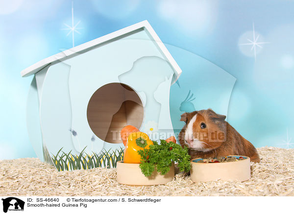 Glatthaarmeerschweinchen / Smooth-haired Guinea Pig / SS-46640