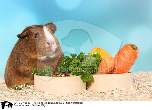 Glatthaarmeerschweinchen / Smooth-haired Guinea Pig / SS-46653