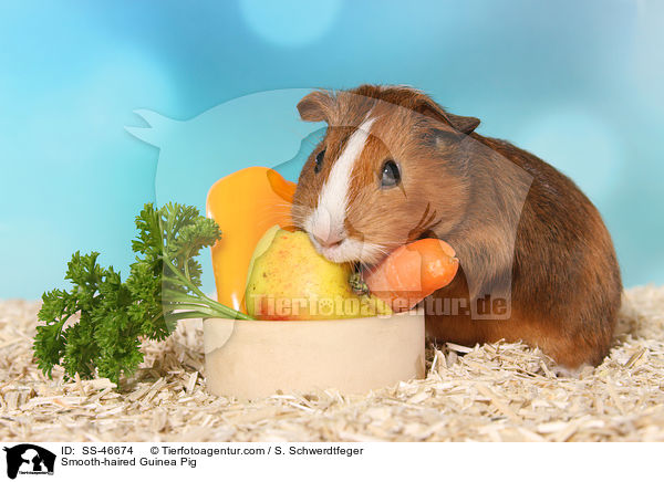 Glatthaarmeerschweinchen / Smooth-haired Guinea Pig / SS-46674