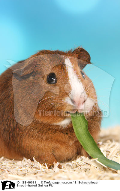 Glatthaarmeerschweinchen / Smooth-haired Guinea Pig / SS-46681