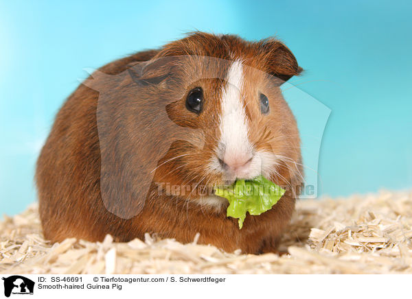 Glatthaarmeerschweinchen / Smooth-haired Guinea Pig / SS-46691