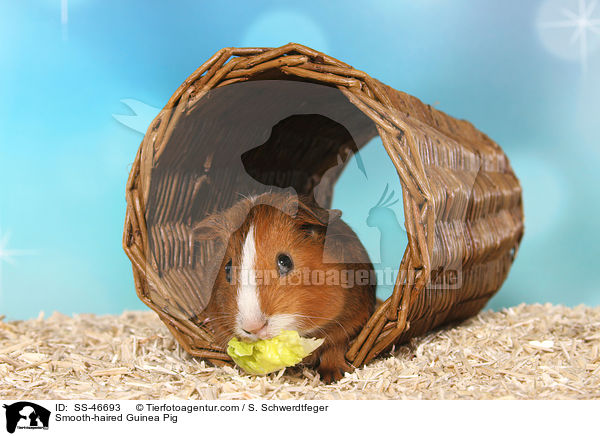 Glatthaarmeerschweinchen / Smooth-haired Guinea Pig / SS-46693
