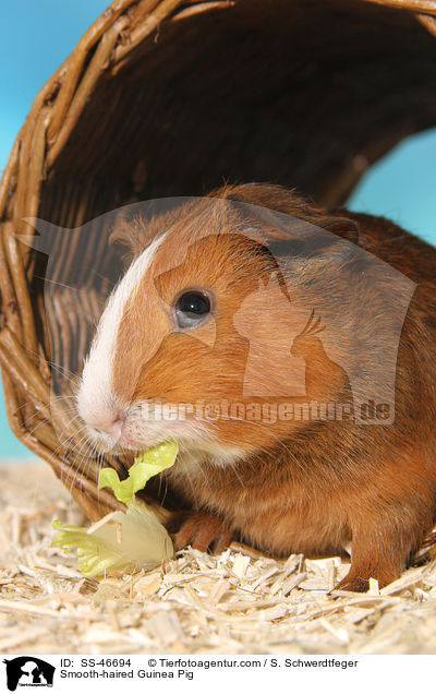 Glatthaarmeerschweinchen / Smooth-haired Guinea Pig / SS-46694